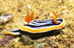 Nudi. Anyone know the name? by David Spiel 